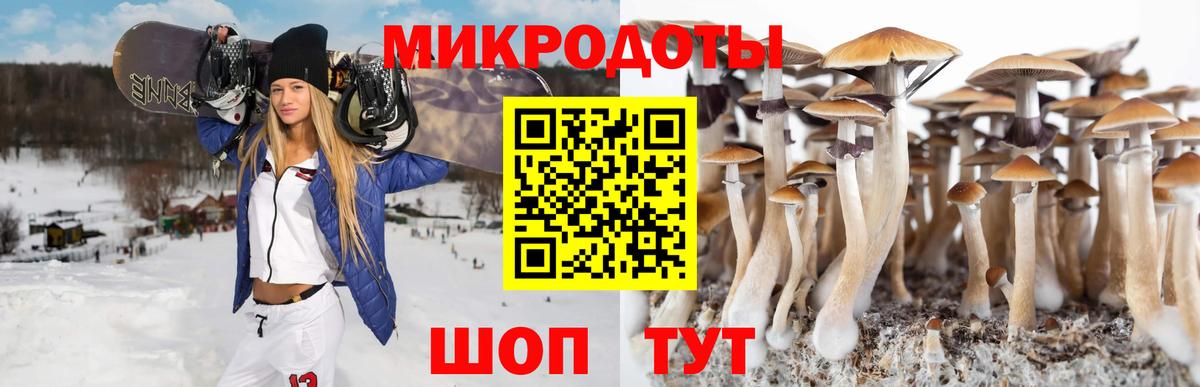 Псилоцибиновые грибы Psilocybe Ревда